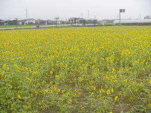 H26.9 ひまわり 025