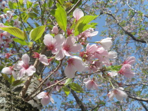 IMGP0076 - コピー